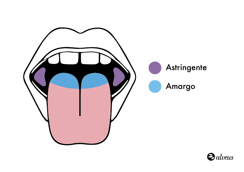zonas de sabor astringente y amargo