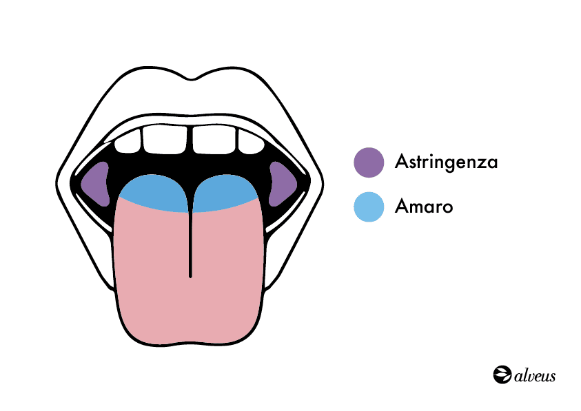Zone di sapore astringente e amaro