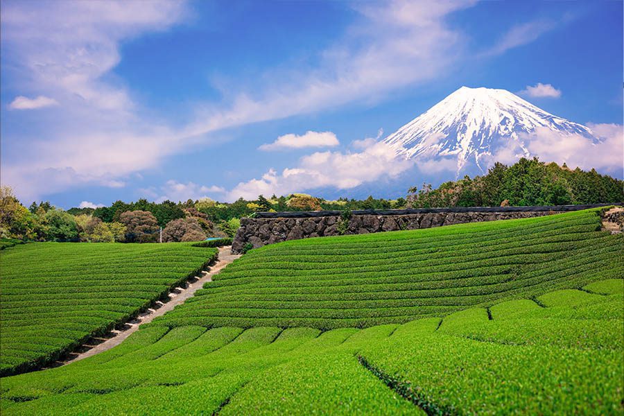 Japanese tea field in Shizuoka
