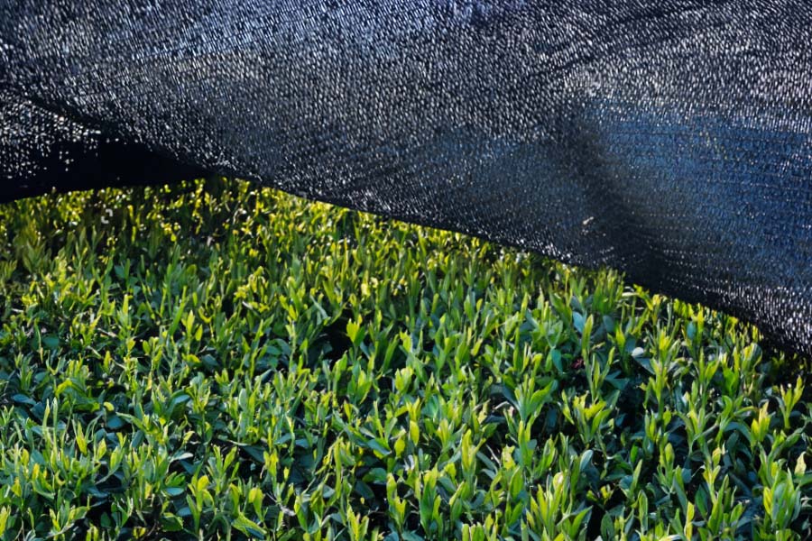 Tana shading technique for tea