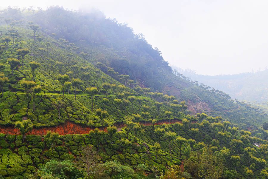 Teeplantage in der Region Darjeeling