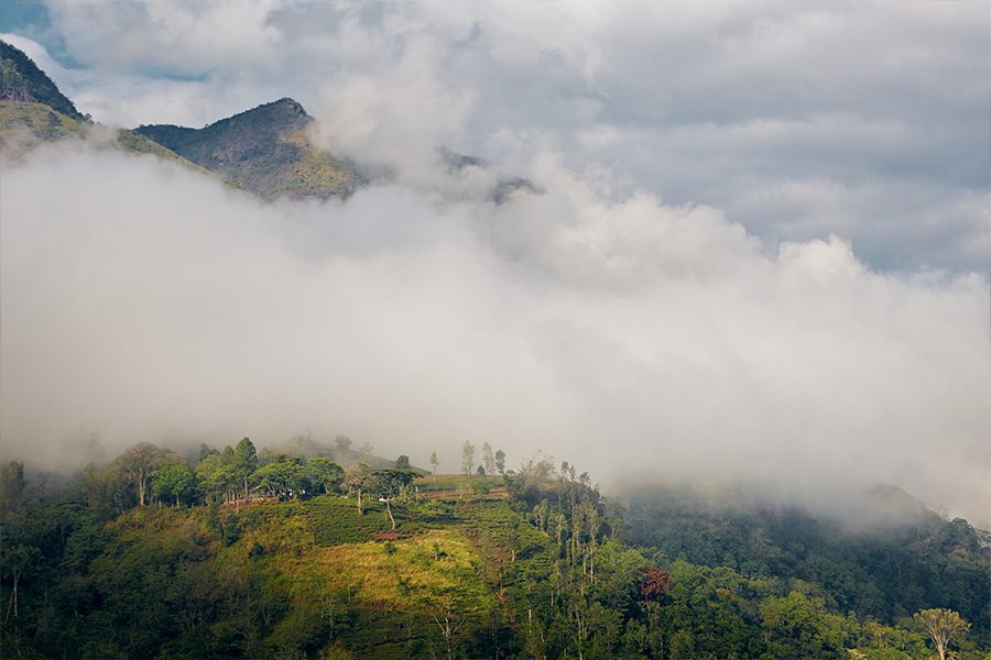 Tea plantation in Nuwara Eliya