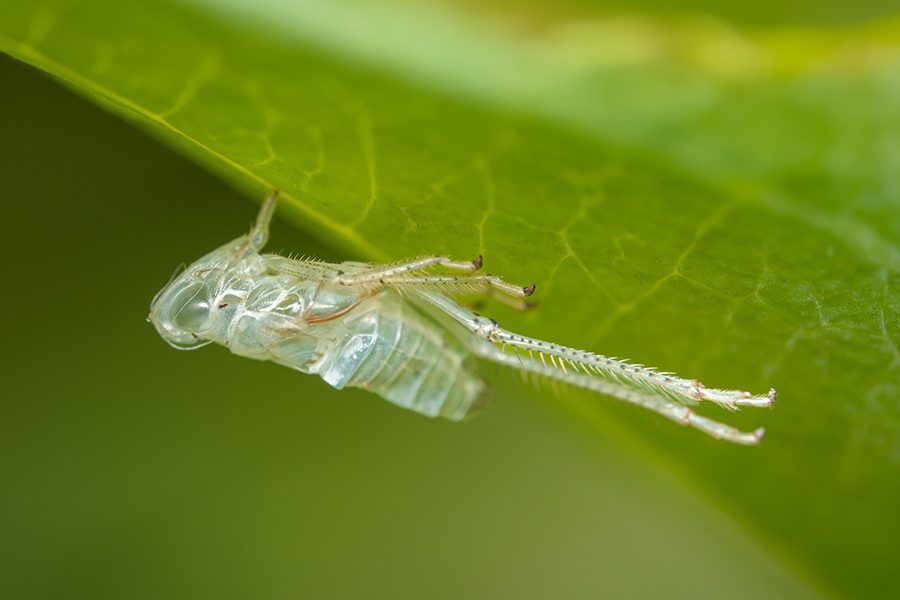 insetto Beauty Oriental oolong