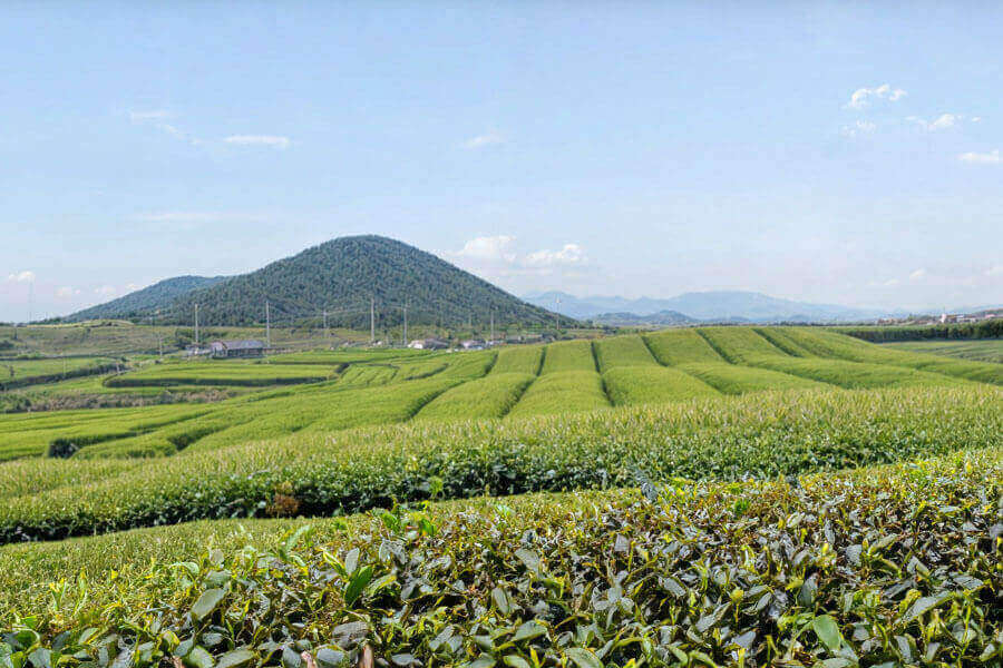 plantations de thé coréen à Jeju