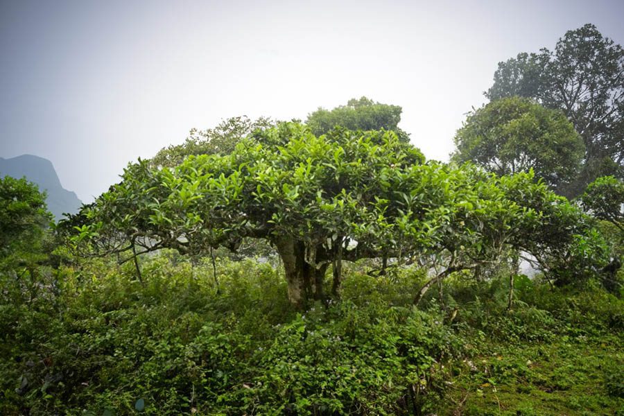 albero del tè shan tuyet