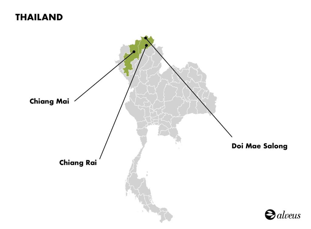 production de thé en Thaïlande