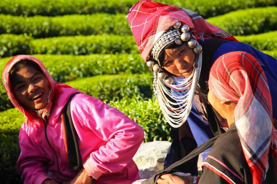 l’industrie du thé à Doi Mae Salong