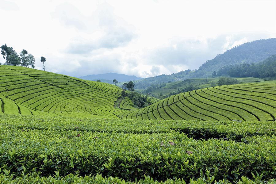 Indonesian Tea
