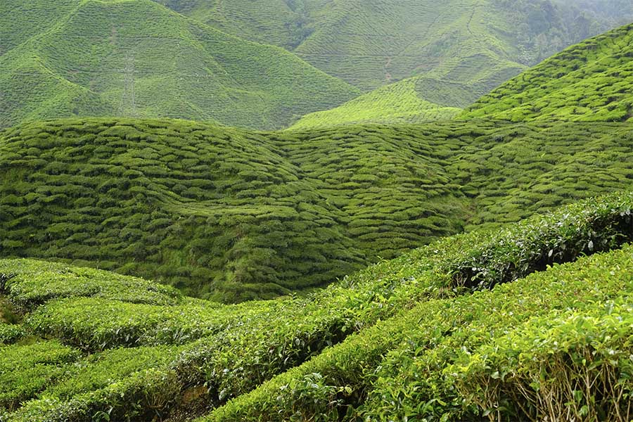 plantations de thé à Cameron Highlands