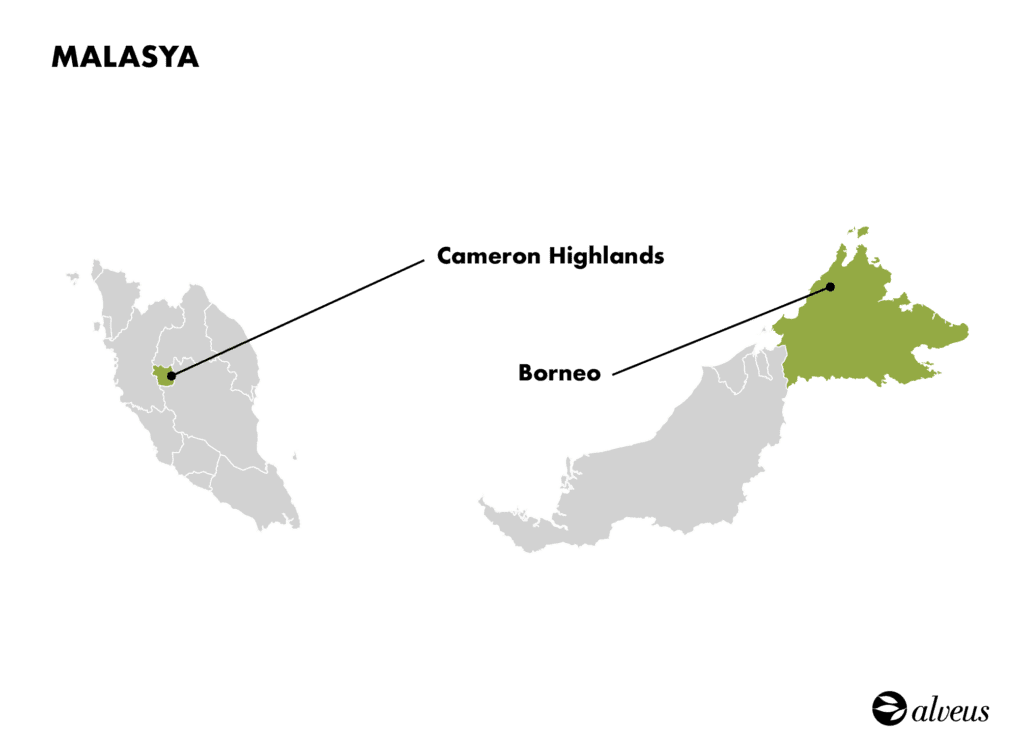 zones de culture et production de thé en Malaisie