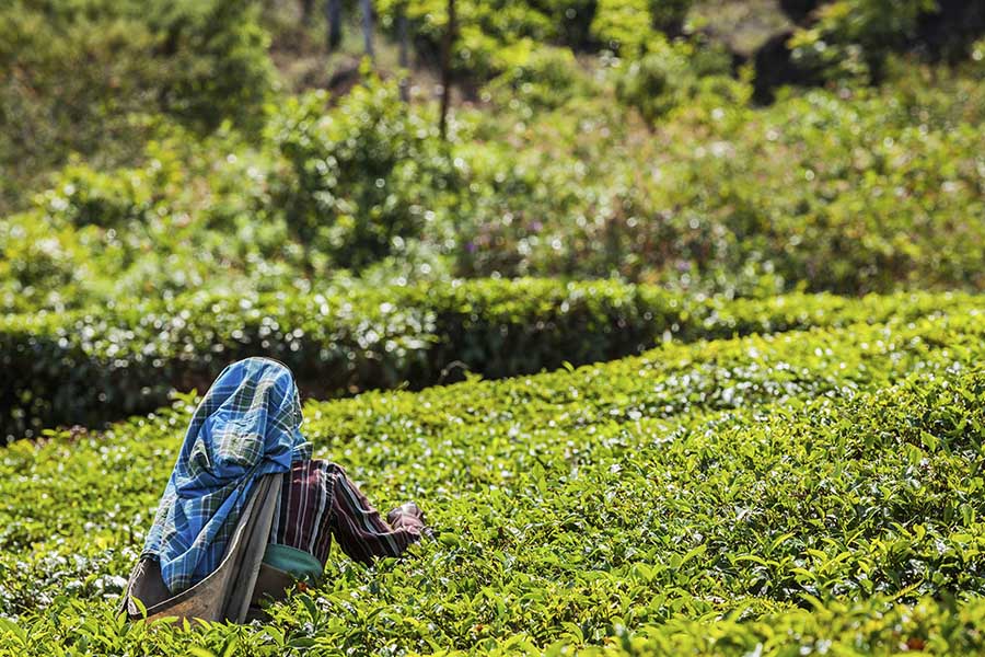 récolte et production de thé biologique de Bornéo