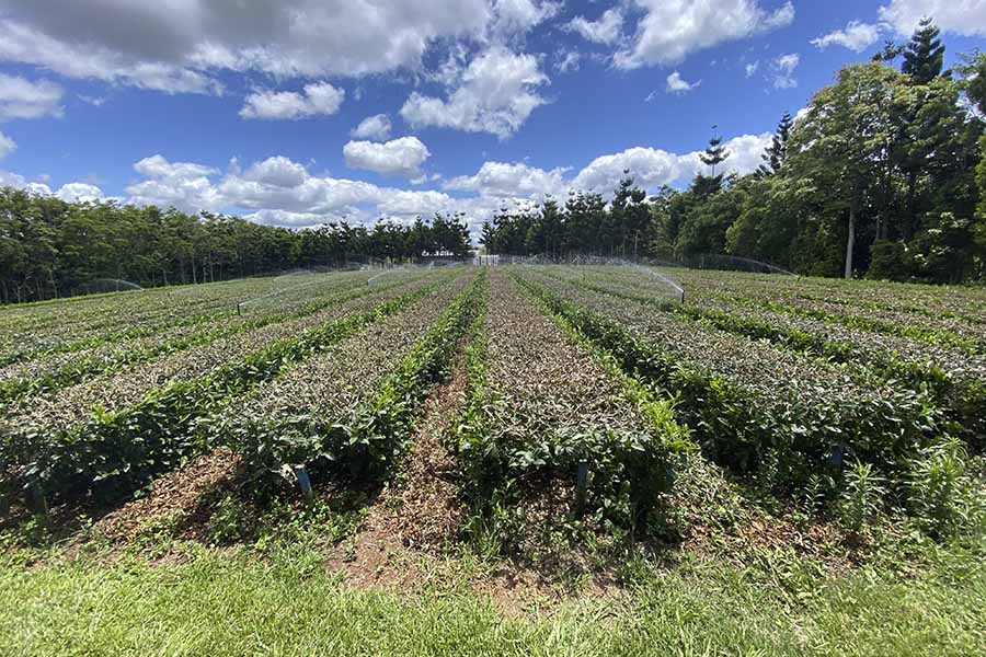 Plantation de thé Arakai Estate en Australie