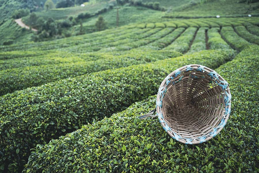 plantation de thé à Rize