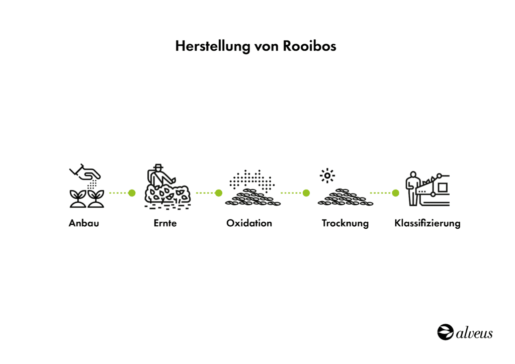 Infografik Rooibos-Produktion