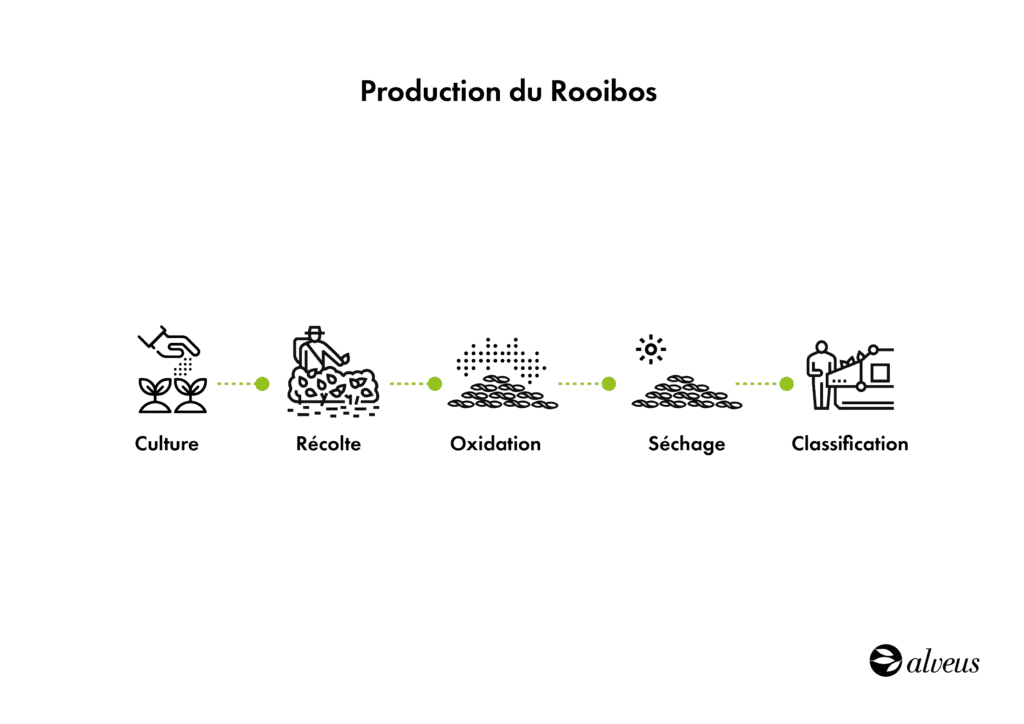 Infographie production de rooibos