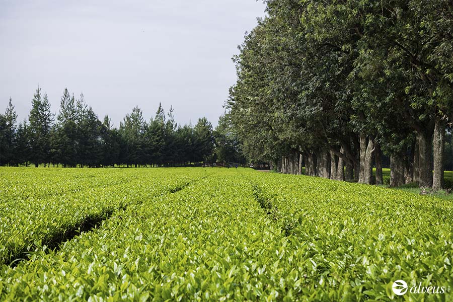 Kenyan tea plantation