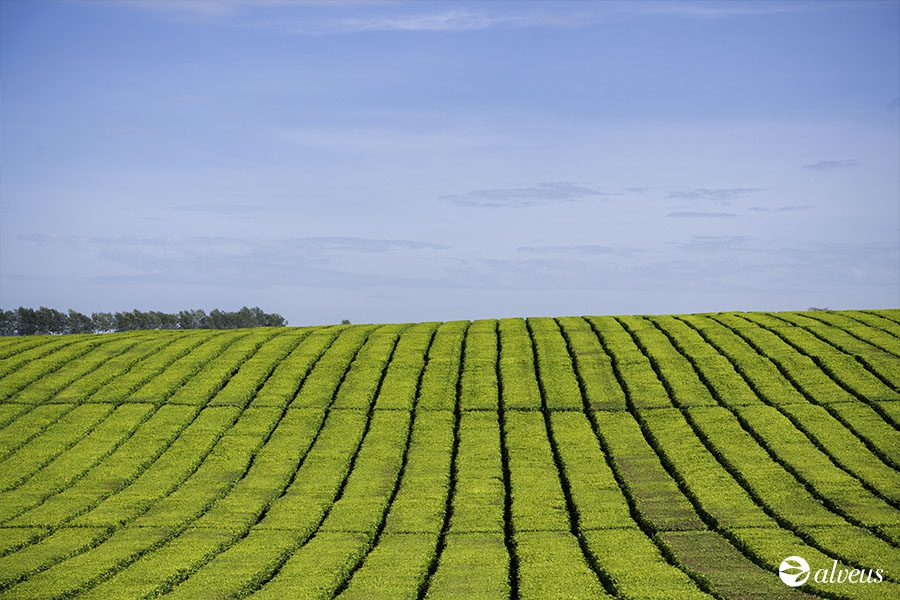 paesaggio del tè a Kericho