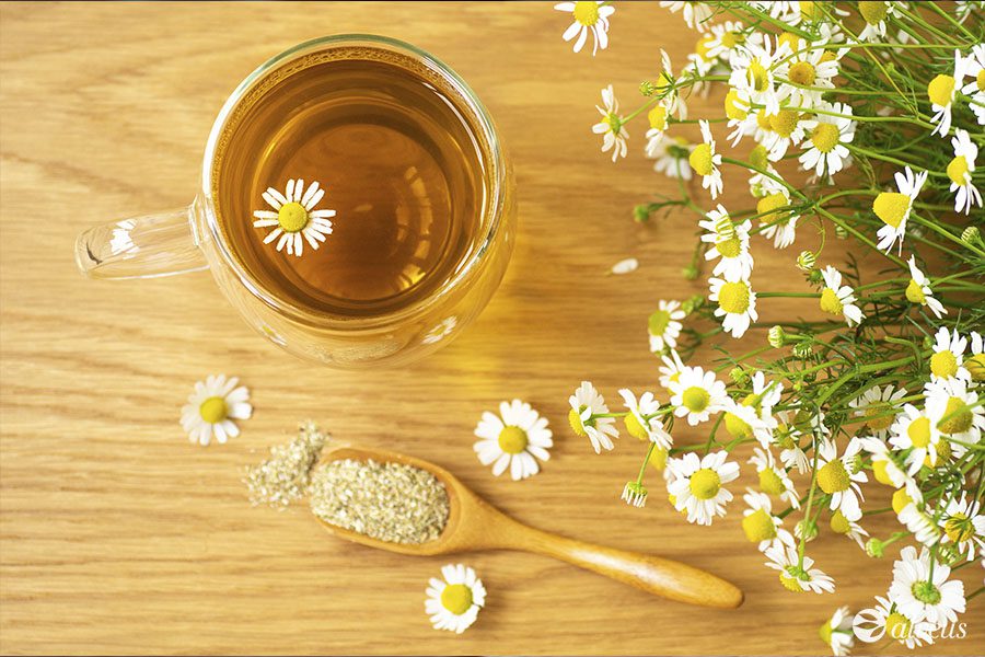 Wirkung der Heilpflanzen