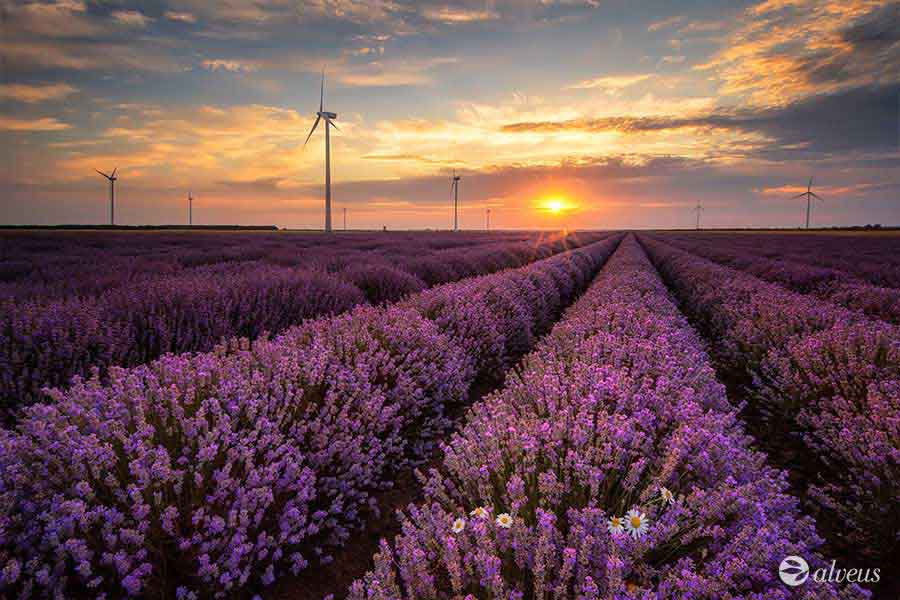 histoire plantes médicinales
