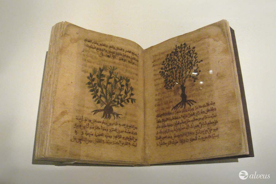 Manuscrit de Materia Medica par Dioscorides