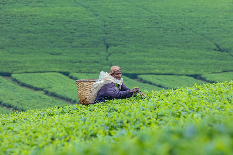 plantations de thé au Rwanda