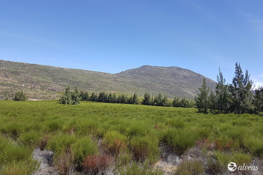 arbusto de rooibos