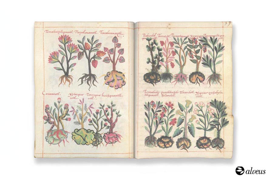 manuscrito azteca sobre la medicina herbal