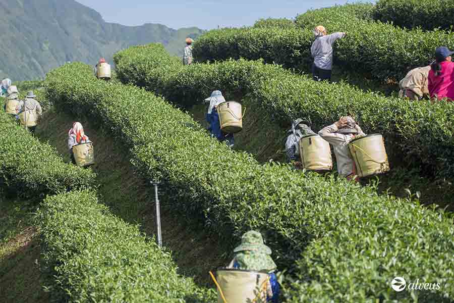 campo de té de Shizuoka