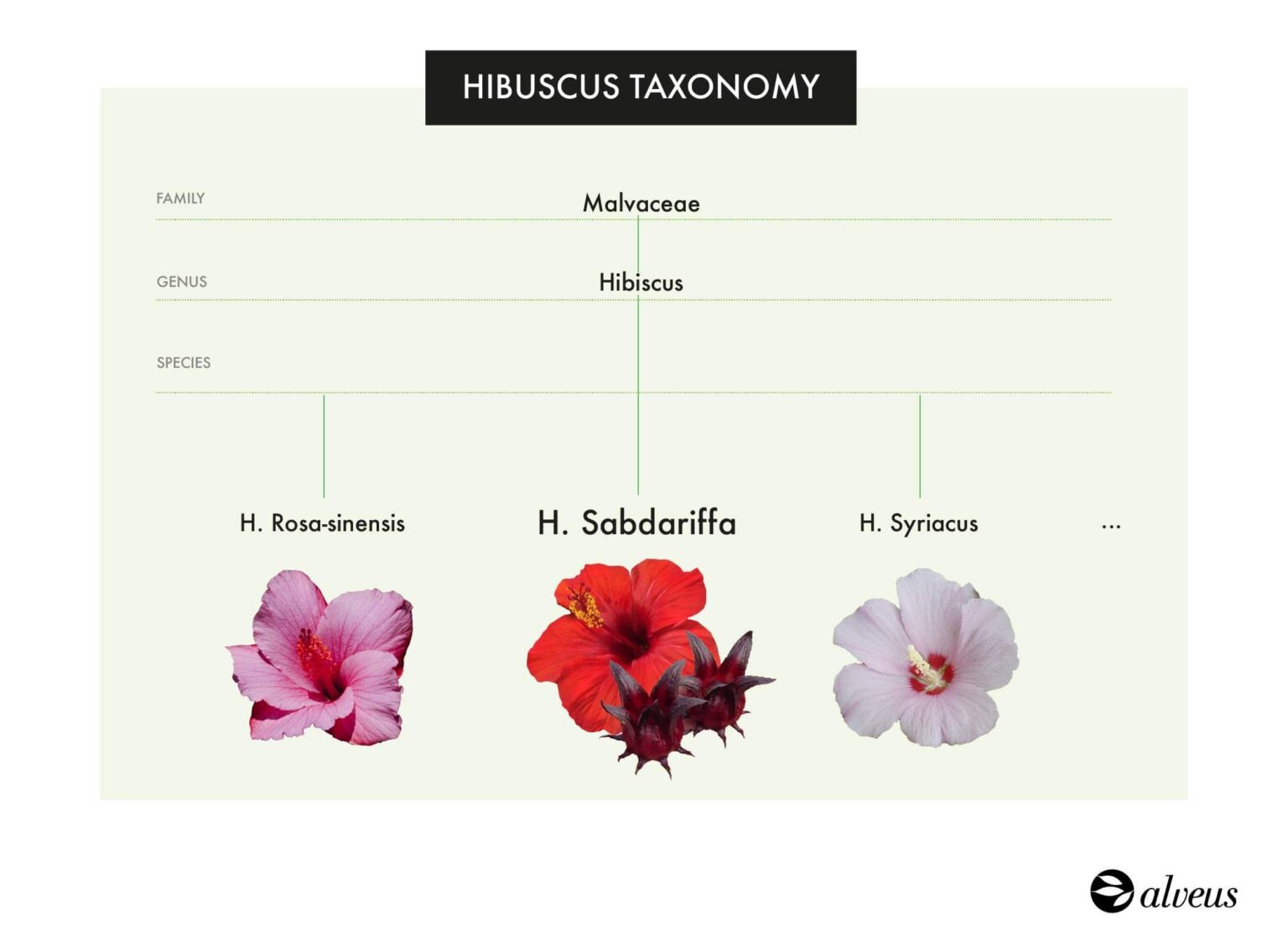 Hibisco sabdariffa: Conoce la flor de Jamaica | Alveus