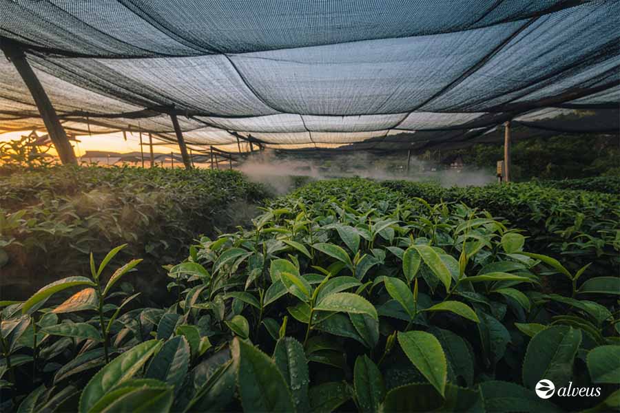 Gyokuro tea cultivation