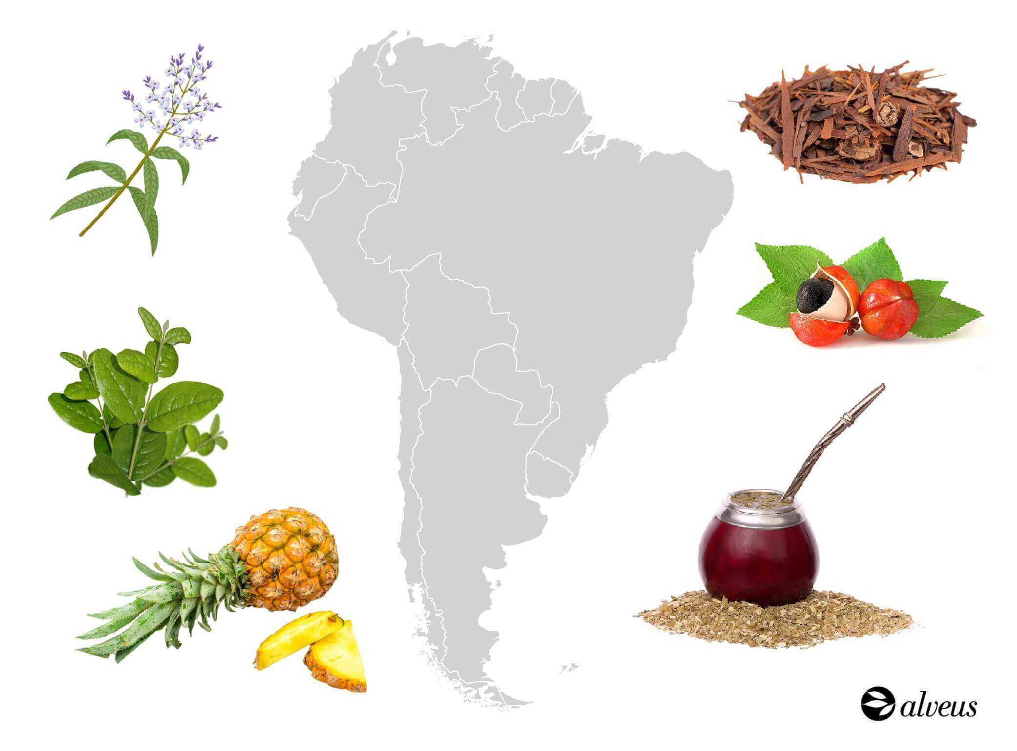 South America plant map