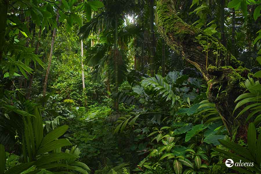 plantas Amazonia