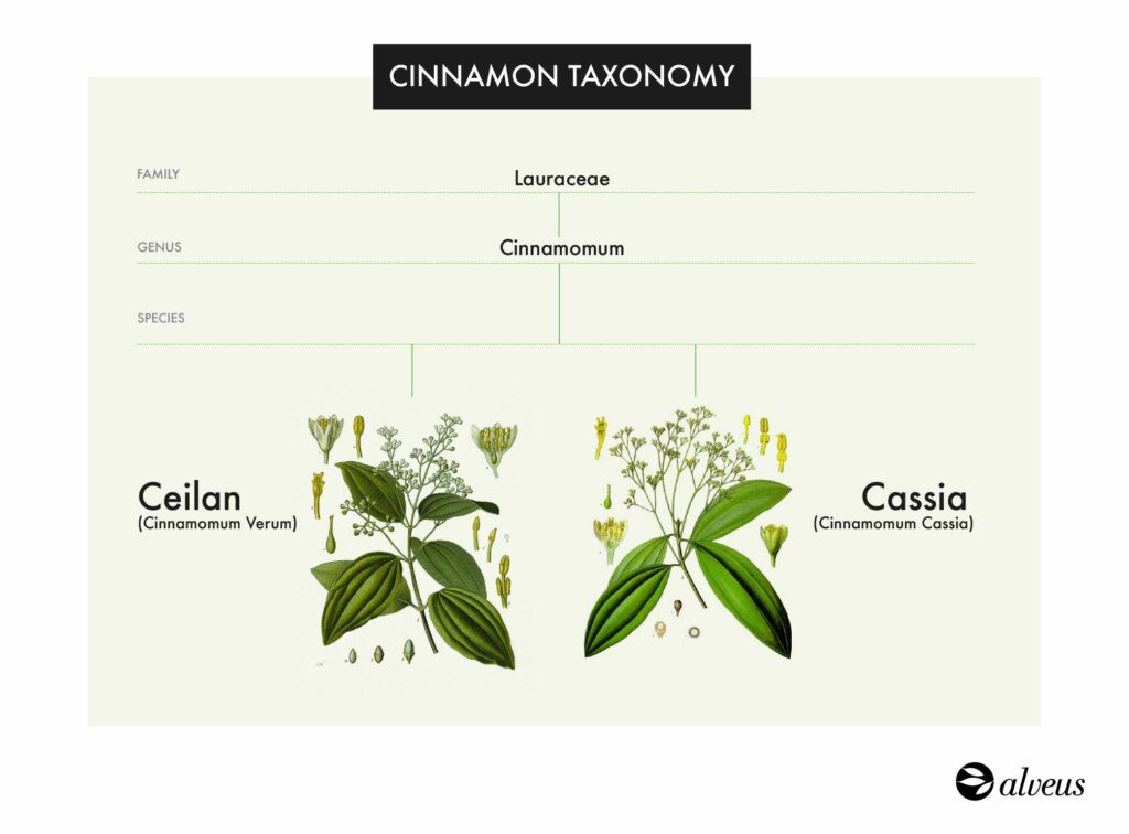 Taxonomie von Zimt