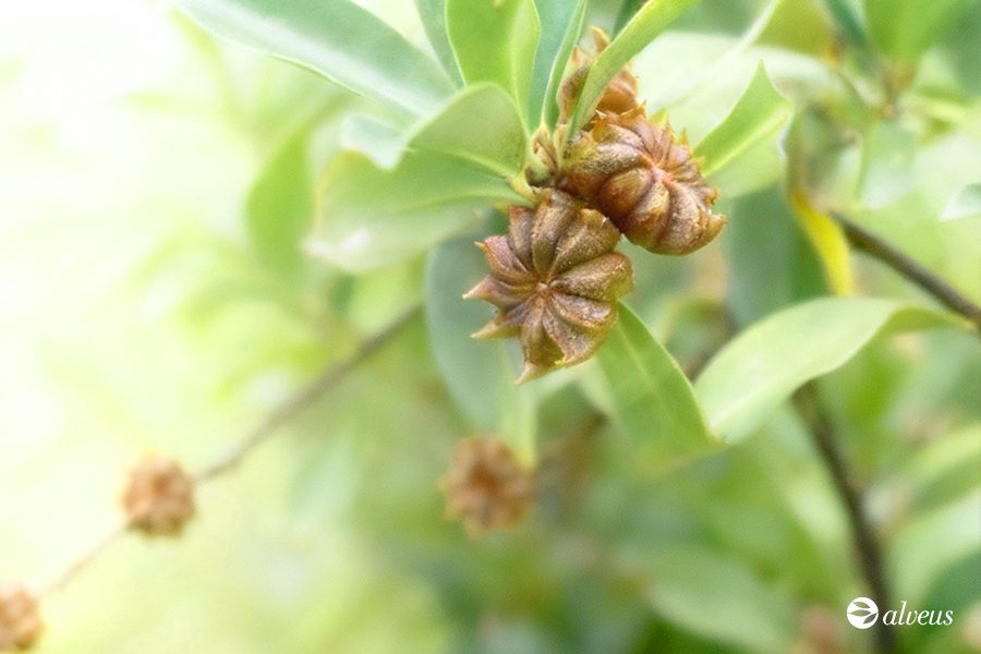 arbre à anís étoilé