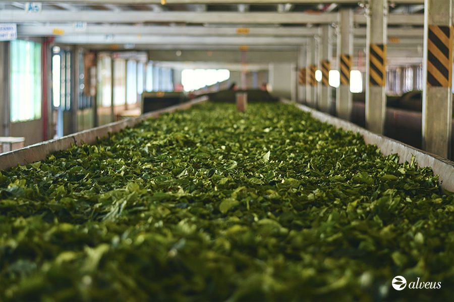 fabbrica tè biologico