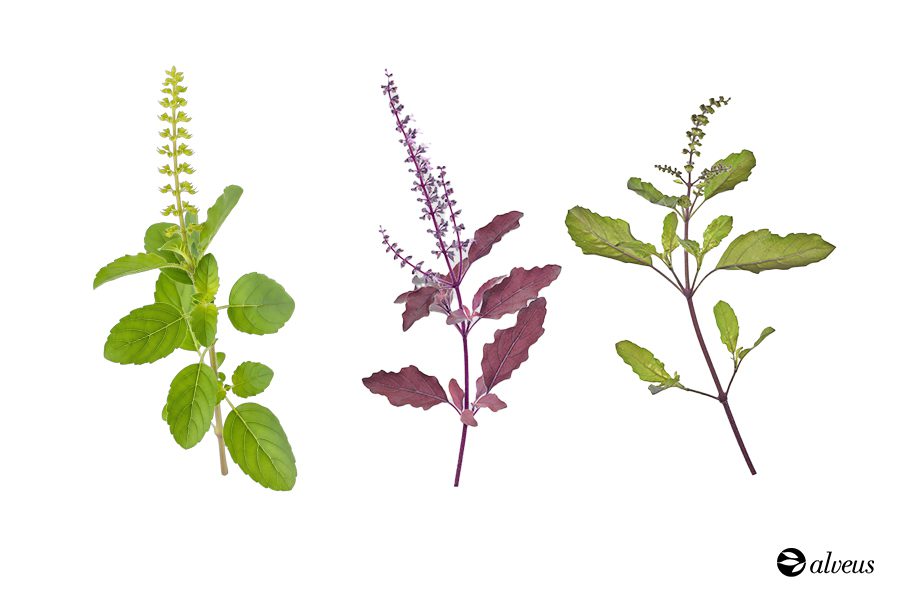 comparaison des types de tulsi