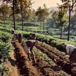 organic tea plantation