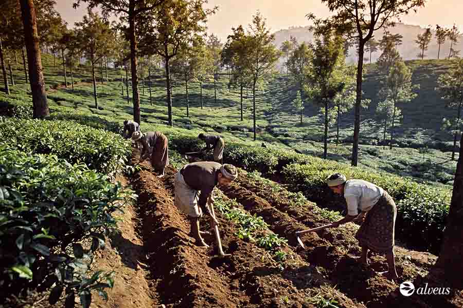 organic tea plantation