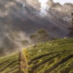 Nebel über einer Teeplantage