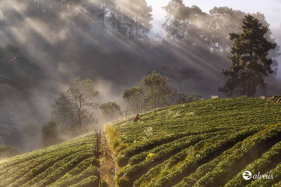 mist tea plantation