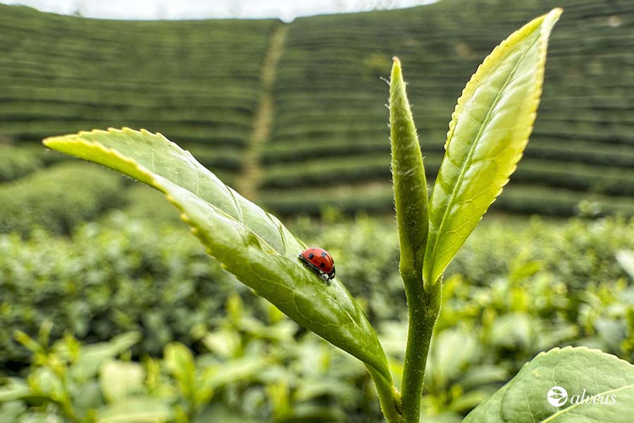 ladybird on a tea leaf