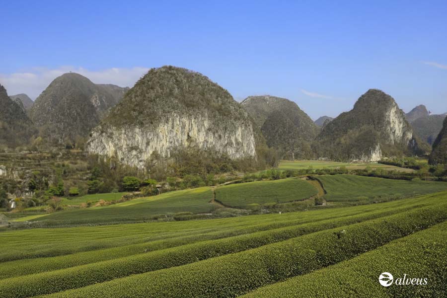Teegärten von Anshun