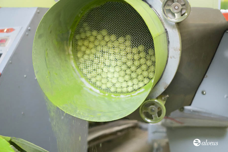 Verarbeitung von Tencha-Tee zu Matcha