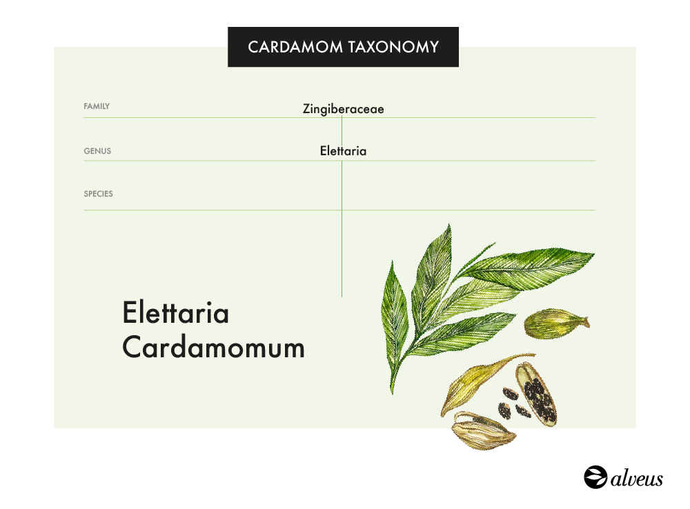 Tassonomia del cardamomo