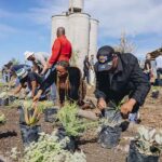 Reforestation avec Greenpop