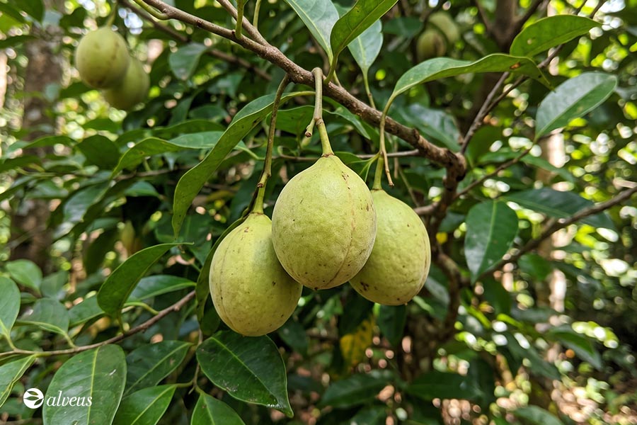 nutmeg tree