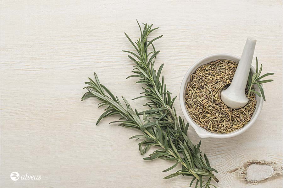 rosemary plant and dried rosemary