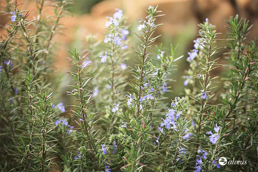 rosemary plant