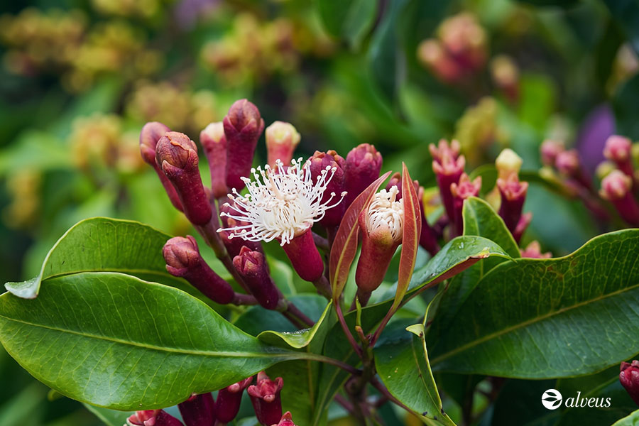 Syzygium aromaticum