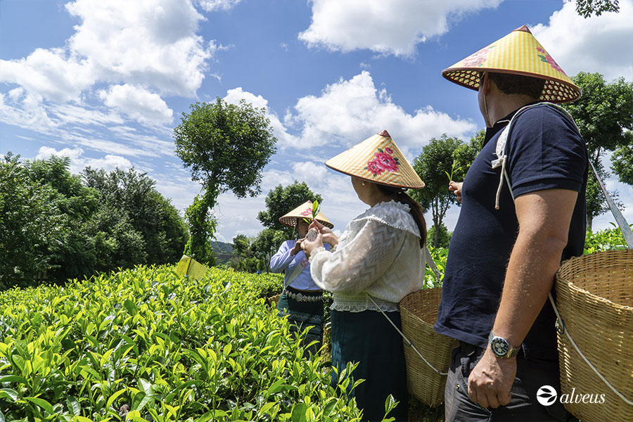 Tea harvest in India